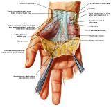 Anatomie:schouder,arm,elleboog,onderarm,pols,vinger,scapula,humerus,olecranon,radius,ulna,scaphoid,naviculare,metacarpus,falanx,phalanx,carpusnervus medianus,nervus axillaris,nervus radialis.