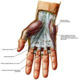 Anatomie:schouder,arm,elleboog,onderarm,pols,vinger,scapula,humerus,olecranon,radius,ulna,scaphoid,naviculare,metacarpus,falanx,phalanx,carpusnervus medianus,nervus axillaris,nervus radialis.