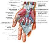 Anatomie:schouder,arm,elleboog,onderarm,pols,vinger,scapula,humerus,olecranon,radius,ulna,scaphoid,naviculare,metacarpus,falanx,phalanx,carpusnervus medianus,nervus axillaris,nervus radialis.