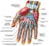 Anatomie:schouder,arm,elleboog,onderarm,pols,vinger,scapula,humerus,olecranon,radius,ulna,scaphoid,naviculare,metacarpus,falanx,phalanx,carpusnervus medianus,nervus axillaris,nervus radialis.