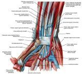 Anatomie:schouder,arm,elleboog,onderarm,pols,vinger,scapula,humerus,olecranon,radius,ulna,scaphoid,naviculare,metacarpus,falanx,phalanx,carpusnervus medianus,nervus axillaris,nervus radialis.