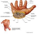 Anatomie:schouder,arm,elleboog,onderarm,pols,vinger,scapula,humerus,olecranon,radius,ulna,scaphoid,naviculare,metacarpus,falanx,phalanx,carpusnervus medianus,nervus axillaris,nervus radialis.