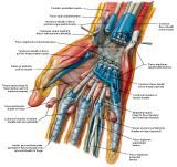 Anatomie:schouder,arm,elleboog,onderarm,pols,vinger,scapula,humerus,olecranon,radius,ulna,scaphoid,naviculare,metacarpus,falanx,phalanx,carpusnervus medianus,nervus axillaris,nervus radialis.