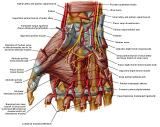 Anatomie:schouder,arm,elleboog,onderarm,pols,vinger,scapula,humerus,olecranon,radius,ulna,scaphoid,naviculare,metacarpus,falanx,phalanx,carpusnervus medianus,nervus axillaris,nervus radialis.