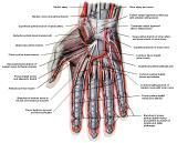 Anatomie:schouder,arm,elleboog,onderarm,pols,vinger,scapula,humerus,olecranon,radius,ulna,scaphoid,naviculare,metacarpus,falanx,phalanx,carpusnervus medianus,nervus axillaris,nervus radialis.