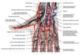 Anatomie:schouder,arm,elleboog,onderarm,pols,vinger,scapula,humerus,olecranon,radius,ulna,scaphoid,naviculare,metacarpus,falanx,phalanx,carpusnervus medianus,nervus axillaris,nervus radialis.