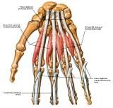 Anatomie:schouder,arm,elleboog,onderarm,pols,vinger,scapula,humerus,olecranon,radius,ulna,scaphoid,naviculare,metacarpus,falanx,phalanx,carpusnervus medianus,nervus axillaris,nervus radialis.