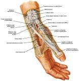 Anatomie:schouder,arm,elleboog,onderarm,pols,vinger,scapula,humerus,olecranon,radius,ulna,scaphoid,naviculare,metacarpus,falanx,phalanx,carpusnervus medianus,nervus axillaris,nervus radialis.