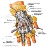 Anatomie:schouder,arm,elleboog,onderarm,pols,vinger,scapula,humerus,olecranon,radius,ulna,scaphoid,naviculare,metacarpus,falanx,phalanx,carpusnervus medianus,nervus axillaris,nervus radialis.