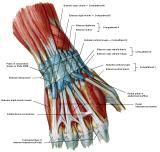 Anatomie:schouder,arm,elleboog,onderarm,pols,vinger,scapula,humerus,olecranon,radius,ulna,scaphoid,naviculare,metacarpus,falanx,phalanx,carpusnervus medianus,nervus axillaris,nervus radialis.