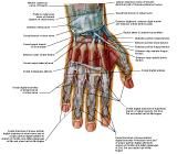 Anatomie:schouder,arm,elleboog,onderarm,pols,vinger,scapula,humerus,olecranon,radius,ulna,scaphoid,naviculare,metacarpus,falanx,phalanx,carpusnervus medianus,nervus axillaris,nervus radialis.