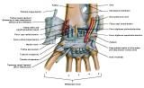 Anatomie:schouder,arm,elleboog,onderarm,pols,vinger,scapula,humerus,olecranon,radius,ulna,scaphoid,naviculare,metacarpus,falanx,phalanx,carpusnervus medianus,nervus axillaris,nervus radialis.