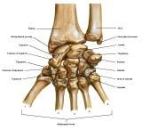 Anatomie:schouder,arm,elleboog,onderarm,pols,vinger,scapula,humerus,olecranon,radius,ulna,scaphoid,naviculare,metacarpus,falanx,phalanx,carpusnervus medianus,nervus axillaris,nervus radialis.