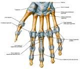 Anatomie:schouder,arm,elleboog,onderarm,pols,vinger,scapula,humerus,olecranon,radius,ulna,scaphoid,naviculare,metacarpus,falanx,phalanx,carpusnervus medianus,nervus axillaris,nervus radialis.