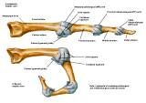 Anatomie:schouder,arm,elleboog,onderarm,pols,vinger,scapula,humerus,olecranon,radius,ulna,scaphoid,naviculare,metacarpus,falanx,phalanx,carpusnervus medianus,nervus axillaris,nervus radialis.