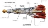 Anatomie:schouder,arm,elleboog,onderarm,pols,vinger,scapula,humerus,olecranon,radius,ulna,scaphoid,naviculare,metacarpus,falanx,phalanx,carpusnervus medianus,nervus axillaris,nervus radialis.