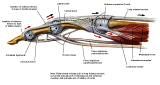 Anatomie:schouder,arm,elleboog,onderarm,pols,vinger,scapula,humerus,olecranon,radius,ulna,scaphoid,naviculare,metacarpus,falanx,phalanx,carpusnervus medianus,nervus axillaris,nervus radialis.