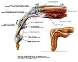 Anatomie:schouder,arm,elleboog,onderarm,pols,vinger,scapula,humerus,olecranon,radius,ulna,scaphoid,naviculare,metacarpus,falanx,phalanx,carpusnervus medianus,nervus axillaris,nervus radialis.