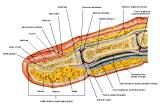 Anatomie:schouder,arm,elleboog,onderarm,pols,vinger,scapula,humerus,olecranon,radius,ulna,scaphoid,naviculare,metacarpus,falanx,phalanx,carpusnervus medianus,nervus axillaris,nervus radialis.