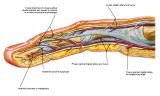 Anatomie:schouder,arm,elleboog,onderarm,pols,vinger,scapula,humerus,olecranon,radius,ulna,scaphoid,naviculare,metacarpus,falanx,phalanx,carpusnervus medianus,nervus axillaris,nervus radialis.